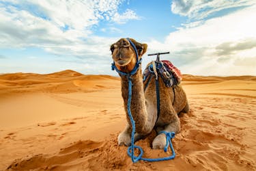 Doha desert safari, camel ride, sandboarding and Inland Sea